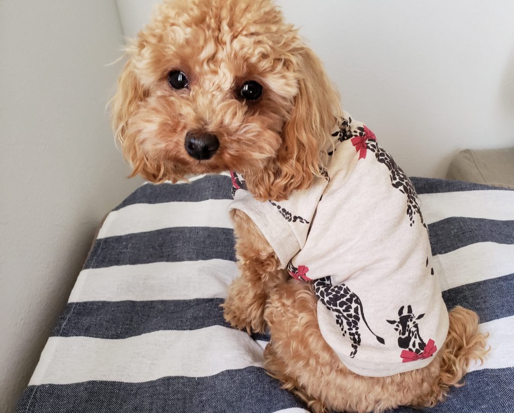 犬服ハンドメイド！犬服型紙と作れる犬服【一覧】 | ひなひな